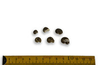 F 01997
<br/>
<br/>
<em></em>